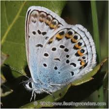Attēlu rezultāti vaicājumam “Plebejus argus male”