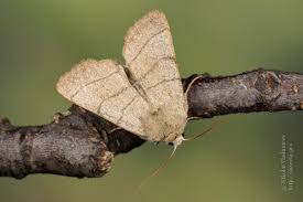 Attēlu rezultāti vaicājumam “Charanyca trigrammica”