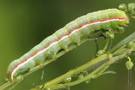 Attēlu rezultāti vaicājumam “Eucarta virgo”