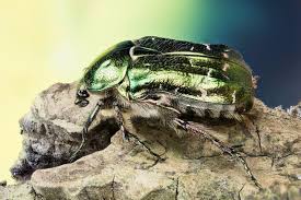 Attēlu rezultāti vaicājumam “Cetonia aurata imago”