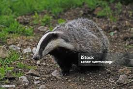 Attēlu rezultāti vaicājumam “Meles meles adult”