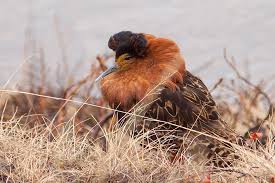 Attēlu rezultāti vaicājumam “Philomachus pugnax adult”