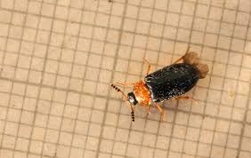 Attēlu rezultāti vaicājumam “Tetratoma fungorum”