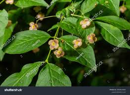 Attēlu rezultāti vaicājumam “Euonymus verrucosus”