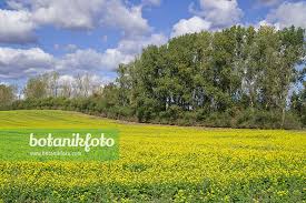 Attēlu rezultāti vaicājumam “Sinapis alba”