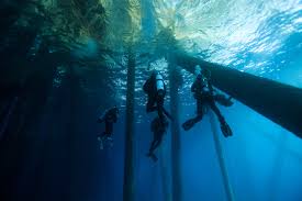 Image result for Divemaster Scuba