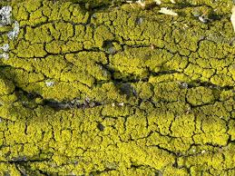 Attēlu rezultāti vaicājumam “Xanthoria candelaria”