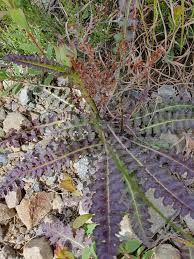 Attēlu rezultāti vaicājumam “Pedicularis sceptrum-carolinum flower”