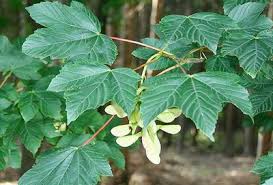 Attēlu rezultāti vaicājumam “Acer pseudoplatanus”