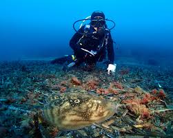 Image result for Raja polystigma