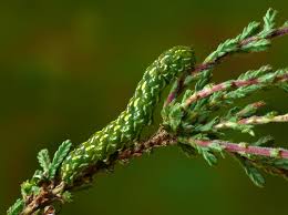 Attēlu rezultāti vaicājumam “Anarta myrtilli”