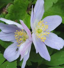Attēlu rezultāti vaicājumam “Anemone nemorosa leaf”