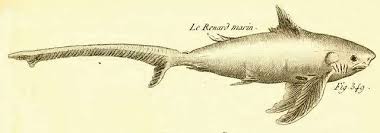 Image result for Alopias vulpinus