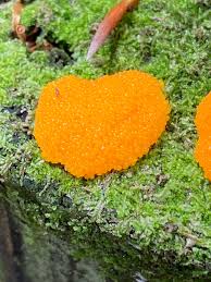 Attēlu rezultāti vaicājumam “Tubifera montana spores”