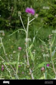 Attēlu rezultāti vaicājumam “Cirsium heterophyllum flower”