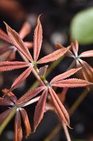 Attēlu rezultāti vaicājumam “Aesculus x neglecta”