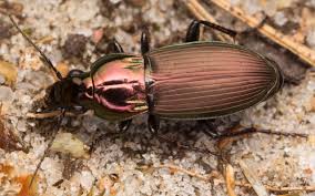 Attēlu rezultāti vaicājumam “Poecilus lepidus”