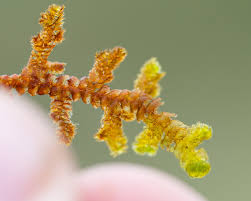 Attēlu rezultāti vaicājumam “Dichodontium pellucidum macro”