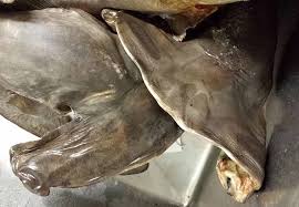 Image result for Sphyrna zygaena