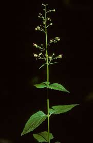Attēlu rezultāti vaicājumam “Scrophularia nodosa leaf”
