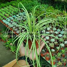 Attēlu rezultāti vaicājumam “Carex ornithopoda leaf”