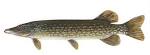 File:Esox lucius1.jpg - Wikipedia, the free encyclopedia
