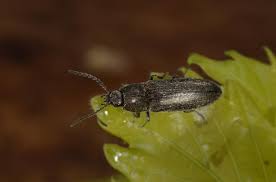 Attēlu rezultāti vaicājumam “Cidnopus aeruginosus”