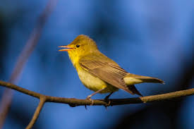 Attēlu rezultāti vaicājumam “Hippolais icterina”