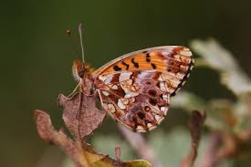 Attēlu rezultāti vaicājumam “Boloria dia upperside”