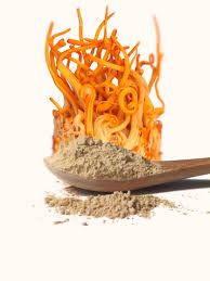 Attēlu rezultāti vaicājumam “Cordyceps militaris”