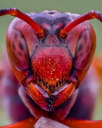 Attēlu rezultāti vaicājumam “Diderma montanum var. album macro”