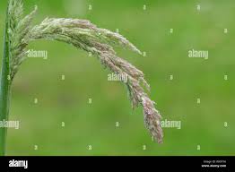 Attēlu rezultāti vaicājumam “Holcus lanatus  fruit”