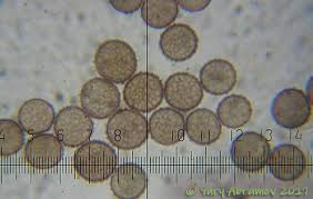 Attēlu rezultāti vaicājumam “Symphytocarpus trechisporus macro”