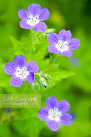 Attēlu rezultāti vaicājumam “Geranium sylvaticum flower”
