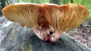 Attēlu rezultāti vaicājumam “Lentinus lepideus”