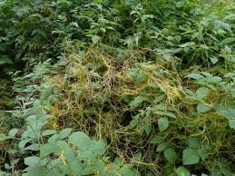 Attēlu rezultāti vaicājumam “Cuscuta europaea flower”