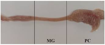 Image result for Salmo macrostigma