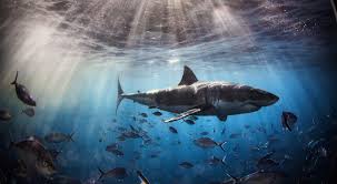 Image result for Sharks Swimming Club Of Mottingham