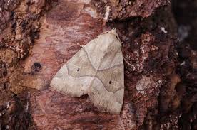 Attēlu rezultāti vaicājumam “Cosmia trapezina”