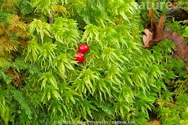 Attēlu rezultāti vaicājumam “Sphagnum quinquefarium”