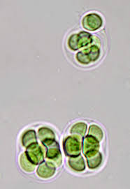 Attēlu rezultāti vaicājumam “Gloeocapsa rupestris”