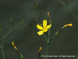 Attēlu rezultāti vaicājumam “Mycelis muralis”