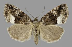 Attēlu rezultāti vaicājumam “Protodeltote pygarga”