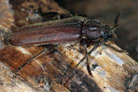 Attēlu rezultāti vaicājumam “Criocephalus rusticus”