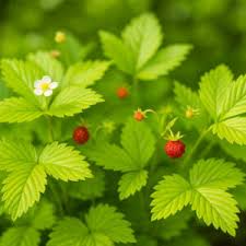 Image result for Fragaria vesca