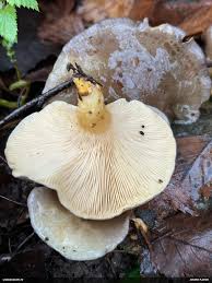 Attēlu rezultāti vaicājumam “Fuligo licentii”