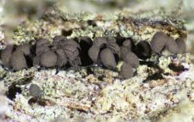 Attēlu rezultāti vaicājumam “Symphytocarpus flaccidus”