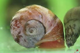 Attēlu rezultāti vaicājumam “Planorbidae”