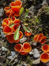 Attēlu rezultāti vaicājumam “Aleuria aurantia”