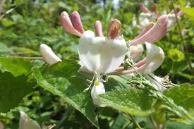 Attēlu rezultāti vaicājumam “Lonicera caprifolium”